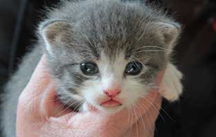 katzenbaby BK050 20 weiblich start ins leben