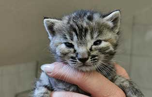 katzenbaby weiblich WK035 20 start ins leben