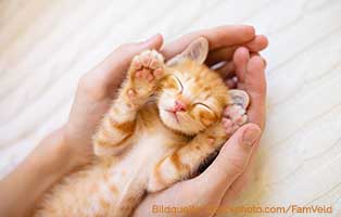 katzenelend baby haende