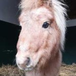 ponny mogli zahnbehandlung gesicht