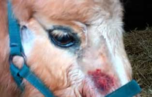 ponny mogli zahnbehandlung wunde