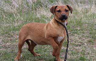 ruede hubert bekescsaba aufnahmepatenschaft