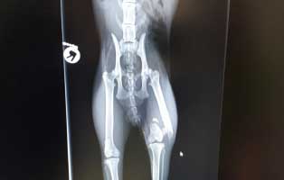 fundkater bein gebrochen roentgenbild
