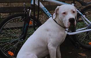 gluecklich vermittelt snowie