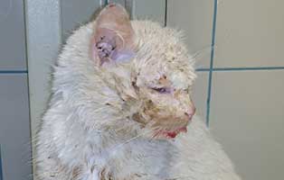 kater bekescsaba zahn hilfe