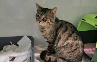 kater verletzte nickhaut