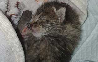 katzenbaby HK090 20 start ins leben patenschaft