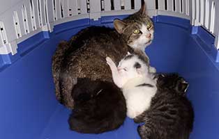 katzenmutter HK081 20 aufnahmepatenschaft