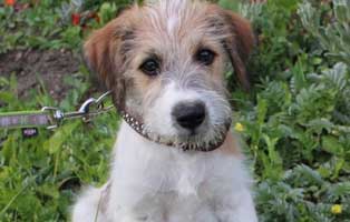 moxi ungarn aufnahmepatenschaft