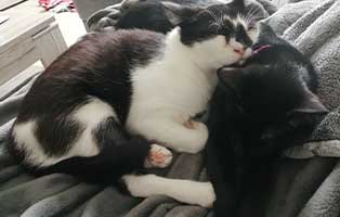 ufo bandit zuhause gefunden kuscheln