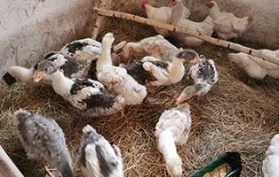 beschlagnahmung jaenschwalde gaenseschar verwahrlost