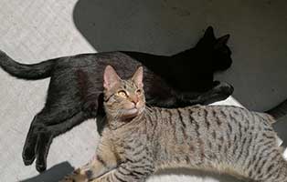 cesar bagira zuhause gefunden chillen