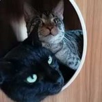 cesar bagira zuhause gefunden kratztonne