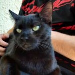 cesar bagira zuhause gefunden schoss