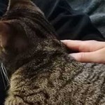 cesar bagira zuhause gefunden streicheln