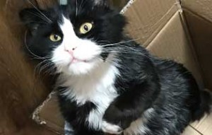 kater brisco zuhause gefunden karton