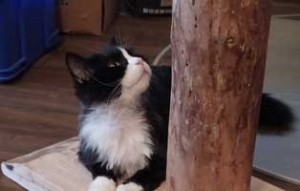 kater brisco zuhause gefunden kratzbaum