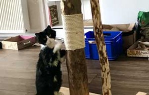 kater brisco zuhause gefunden kratzbaum steht