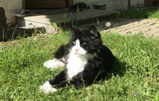 kater brisco zuhause gefunden wiese