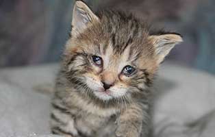 katzenbaby BK 079 20 weiblich start ins leben