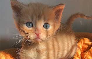 katzenbaby BK100 20 männlich