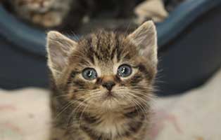 katzenbaby SK253 20 weiblich start ins leben