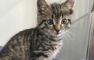 katzenbaby SK256 20 maennlich start ins leben