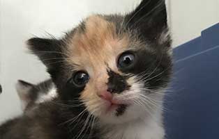 katzenbaby bk091 20 bueckeburg start ins leben