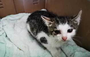 katzenbaby bk63 20 maennlich start ins leben