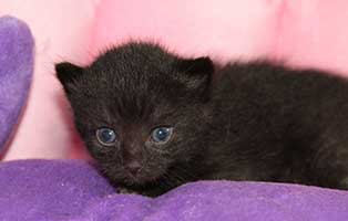 katzenbaby maennlich bk 067 start ins leben