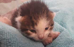 katzenbaby maennlich hk 105 20 start ins leben