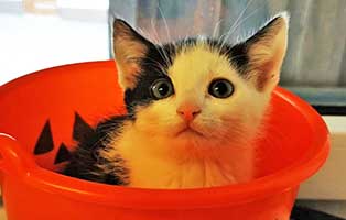 katzenbaby uk 040 20 weiblic -start ins leben