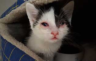 katzenbaby weiblich hk119 20 start ins leben