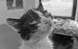 katzenbaby weiblich wk118 20 start ins leben