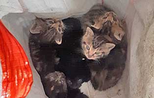 katzenbabys garage ausgegetzt in tuete