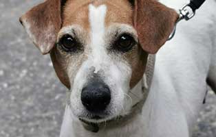 huendin erna verwahrlost portrait