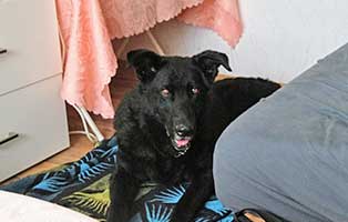 hund belphegor gluecklich vermittelt bett