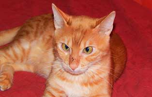 kater feuerstein gluecklich vermittelt