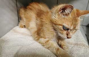 kater oskar glaukom operation