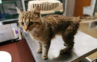 kater wilhelm zwerchfellriss tisch