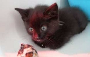 parvo virus katzenbaby1