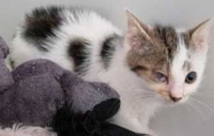 parvo virus katzenbaby2