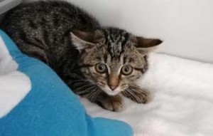 parvo virus katzenbaby3