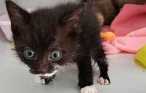 parvo virus katzenbaby4