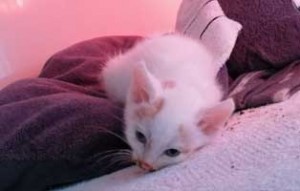 parvo virus katzenbaby6