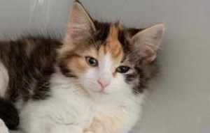 parvo virus katzenbaby7