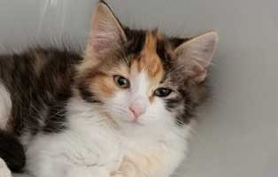 parvo virus katzenbaby7