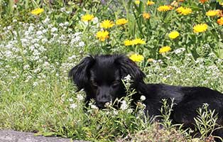 tierische geschichten rida wiese