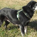 trauriges hund mia verstorben