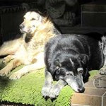 trauriges hund mia verstorben freunde